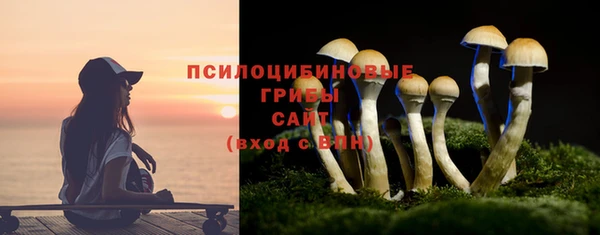 прущие грибы Аркадак